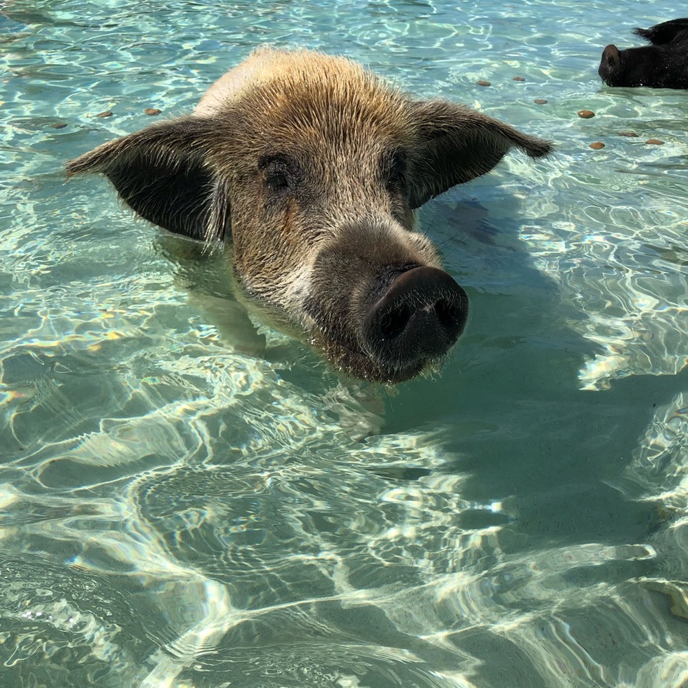 Meet your Posher, Taylor